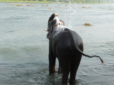 elephant similar like pressure washing