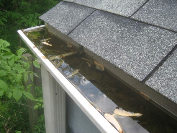 Clogged gutter after rainy season