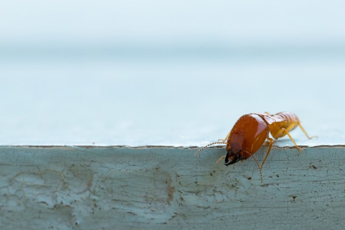 close up of a termite on a wooden plank