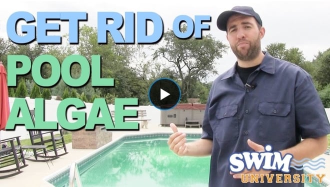 How to get rid of pool algae