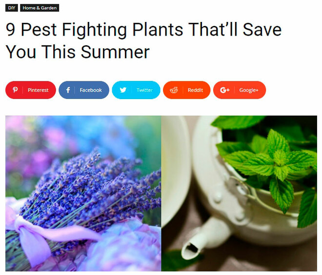 9 pest fighting plants that will save summer
